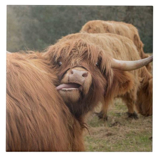 Schottische Hochlandkuh Fliese (Vorderseite)