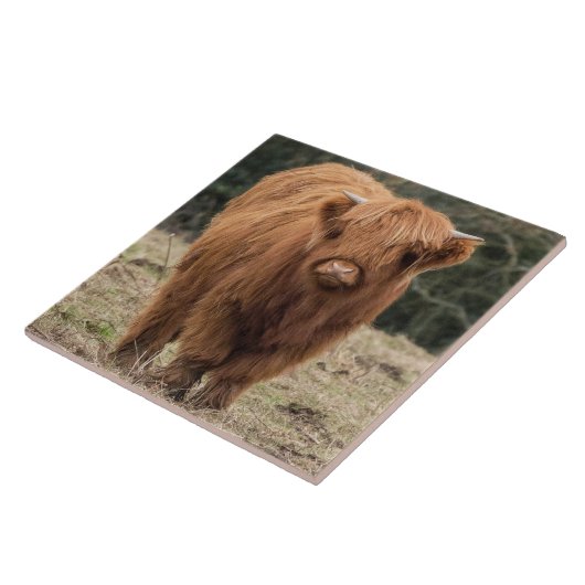 Schottische Hochlandkuh Fliese (Seite)