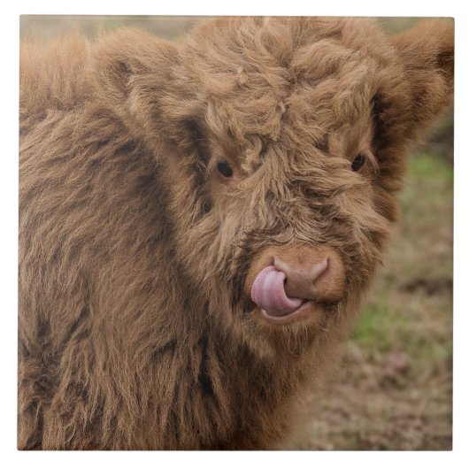 Schottische Hochlandkuh Fliese (Vorderseite)