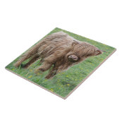 Schottische Hochlandkuh Fliese (Seite)