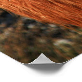 Schottische Hochlandkuh in Schottland, Highlander Poster (Ecke)