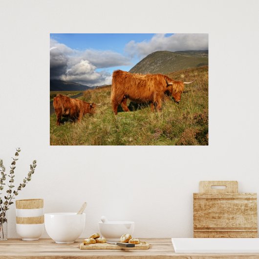 Schottische Hochlandkuh in Schottland, Highlander Poster (Küche)