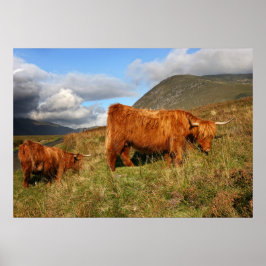 Schottische Hochlandkuh in Schottland, Highlander Poster