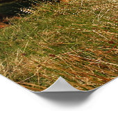 Schottische Hochlandkuh in Schottland, Highlander Poster (Ecke)