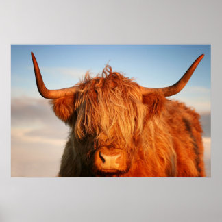 Schottische Hochlandkuh in Schottland, Highlander Poster