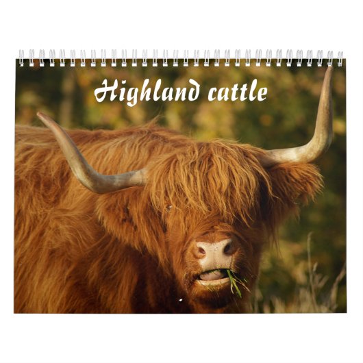 Schottische Hochlandrinder Kalender (Titelbild)