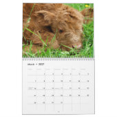 Schottische Hochlandrinder Kalender (Mär 2027)