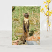 Schottische Kiefernmartenkarte Karte (Gelbe Blume)