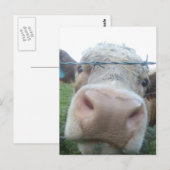 Schottische Kuh Postkarte (Vorne/Hinten)