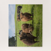 Schottische Kühe auf Weiden Puzzle (Vertikal)