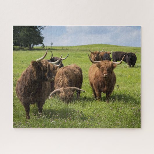 Schottische Kühe auf Weiden Puzzle (Horizontal)