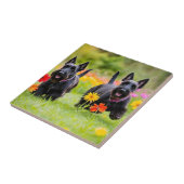 Schottische Terrier in Gras und Blume Fliese (Seite)