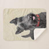 Schottische Terrier-Malerei - niedliche Sherpadecke (Vorderseite (Horizontal))
