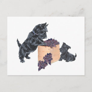 Schottische Terrier Traubenernte Postkarte