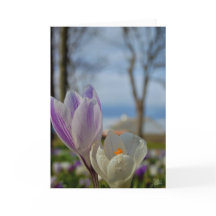 Schottische Tulpen [Grußkarte]