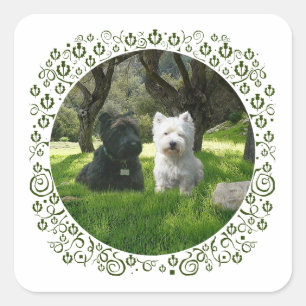 Schottische und West Highland Terrier Greenwood Quadratischer Aufkleber