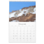 Schottische wild lebende Tiere, wild und frei Kalender (Feb 2026)