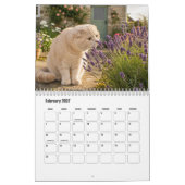 Schottischer Fold-Katze-Kalender Kalender (Feb 2027)