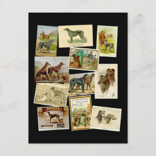 Schottischer Hirschhund : vintage Postkarte