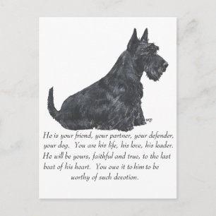 Schottischer Terrier Andenken - MÄNNLICHER Hund Postkarte
