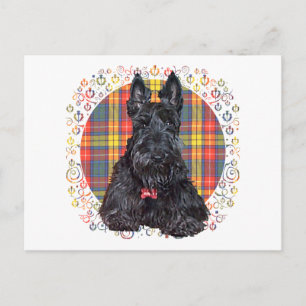 Schottischer Terrier auf Buchanan Plaid Postkarte