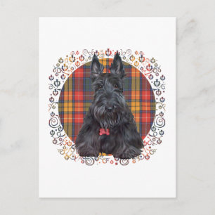 Schottischer Terrier auf Tartan Postkarte