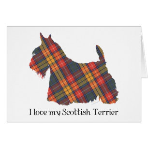 Schottischer Terrier Buchanan Tartan
