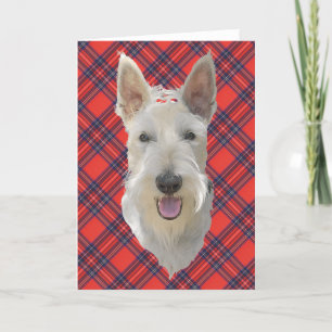 Schottischer Terrier-Grußkarte Karte