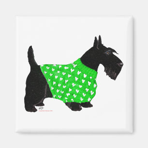 Schottischer Terrier in einem Pullover Magnet