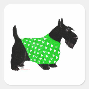 Schottischer Terrier in einem Pullover Quadratischer Aufkleber
