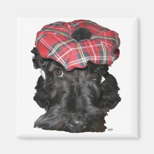 Schottischer Terrier in einem Tam-o-Shanter Magnet