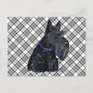 Schottischer Terrier mit blauem Halsband Postkarte
