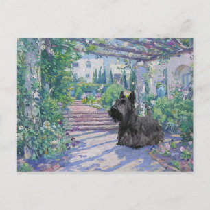 Schottischer Terrier Postkarte