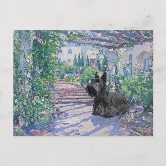 Schottischer Terrier Postkarte (Vorderseite)