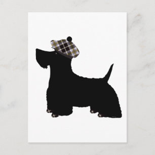 Schottischer Terrier Postkarte