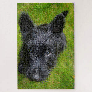 Schottischer Terrier Puzzle. Puzzle