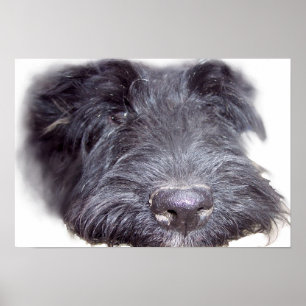 Schottischer Terrier schwarz, Hundekopf Nahaufnahm Poster