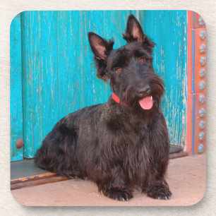 Schottischer Terrier sitzt neben einer farbenfrohe Getränkeuntersetzer