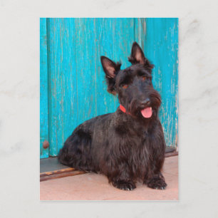 Schottischer Terrier sitzt neben einer farbenfrohe Postkarte