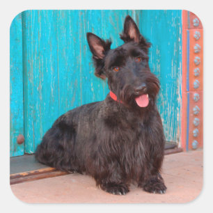 Schottischer Terrier sitzt neben einer farbenfrohe Quadratischer Aufkleber