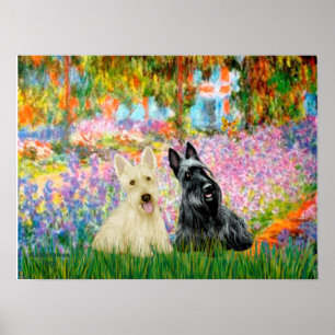 Schottischer Terrier (zwei BW) - Garten Poster