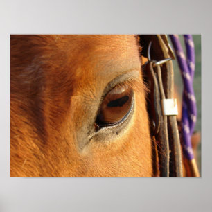 Schottisches Auge Poster