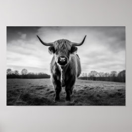 Schottisches Highland Cow Schwarzweiß-Foto Poster