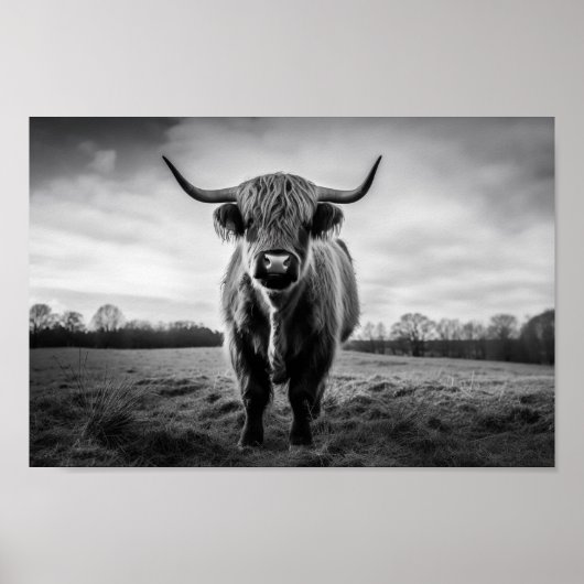 Schottisches Highland Cow Schwarzweiß-Foto Poster (Vorne)