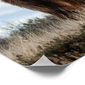 Schottisches Highland-Rind Poster (Ecke)