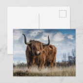 Schottisches Highland-Rind Postkarte (Vorne/Hinten)