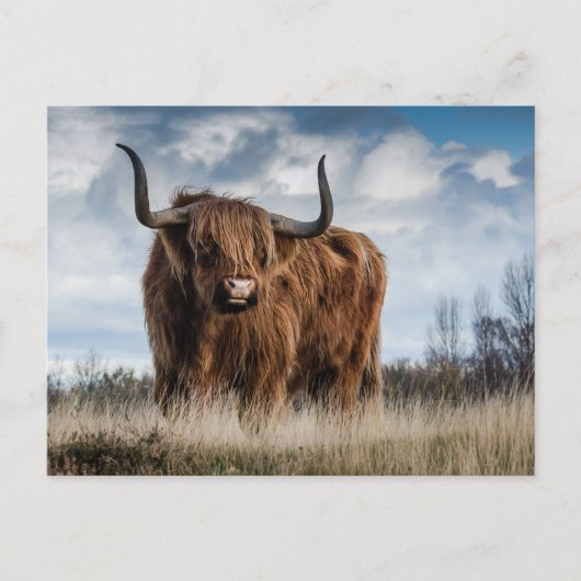 Schottisches Highland-Rind Postkarte (Vorderseite)