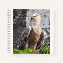Schottisches Hochland Adler Robuste Naturszene
