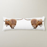 Schottisches Hochlandrind