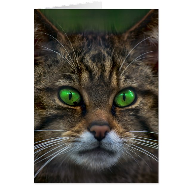 Schottisches Katzenportrait (Vorne)